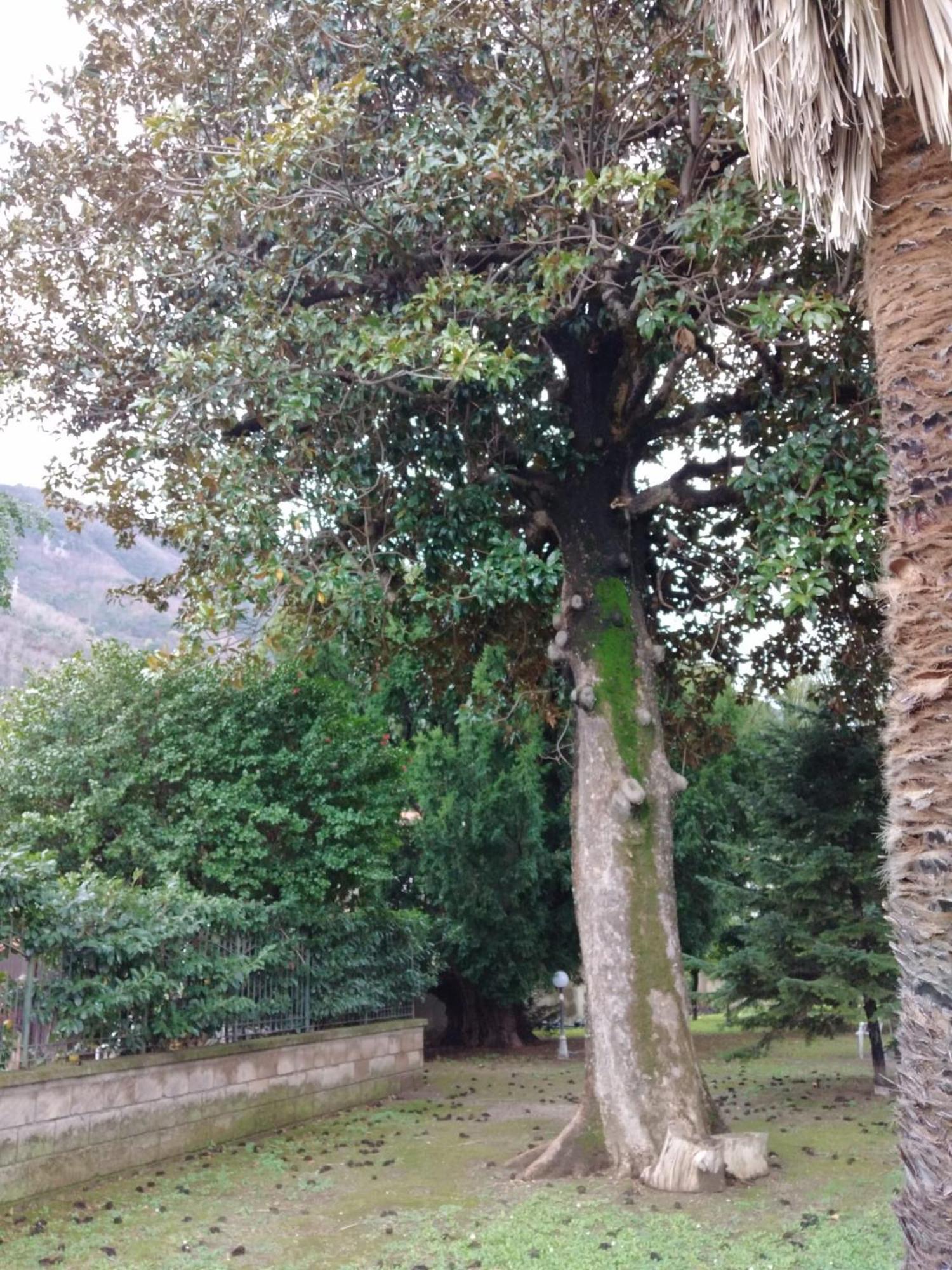 Villa Acton Castellammare di Stabia Esterno foto